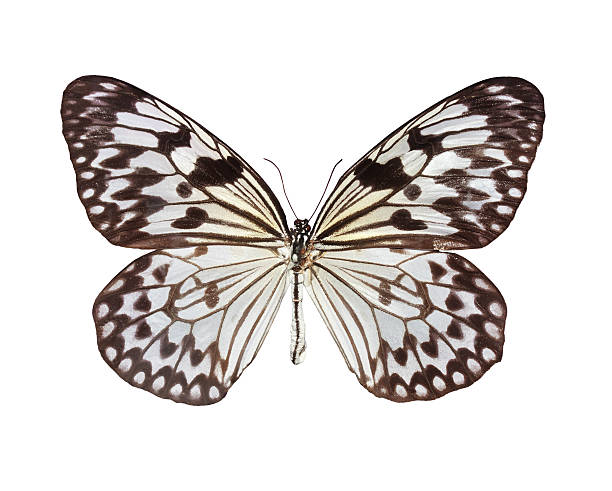 istock The Paper Kite butterfly 179244211