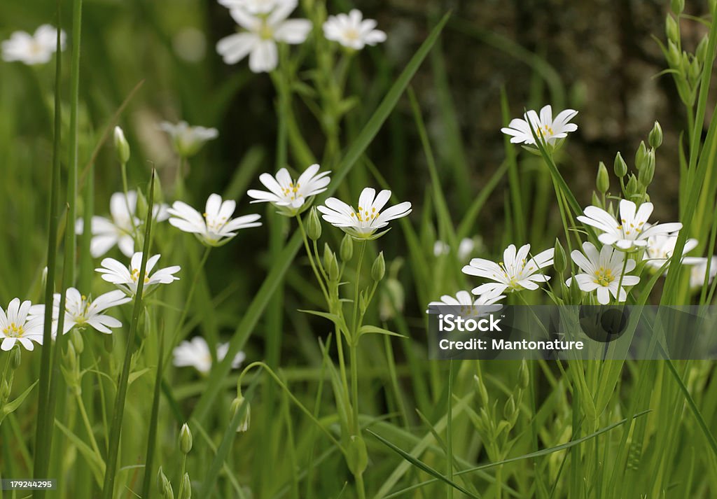 Większa Stitchwort (Stellaria holostea) - Zbiór zdjęć royalty-free (Bez ludzi)