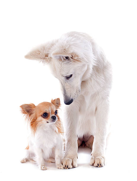 istock Swiss shepherd and chihuahua 179244320