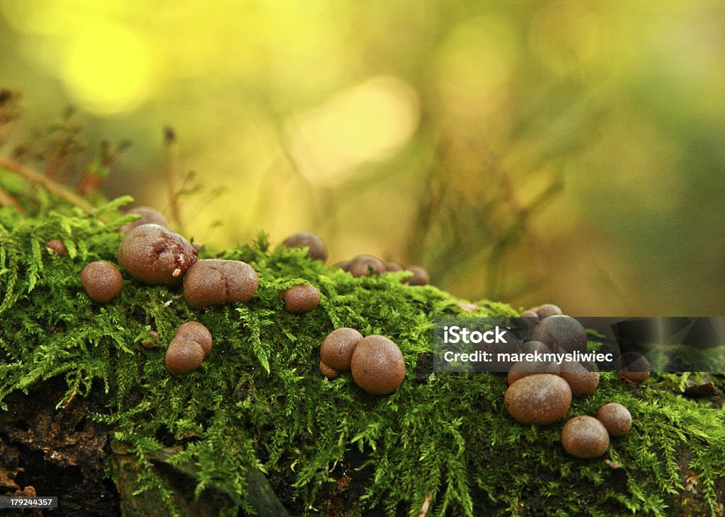 Champignons sur moss - Photo de Champignon libre de droits