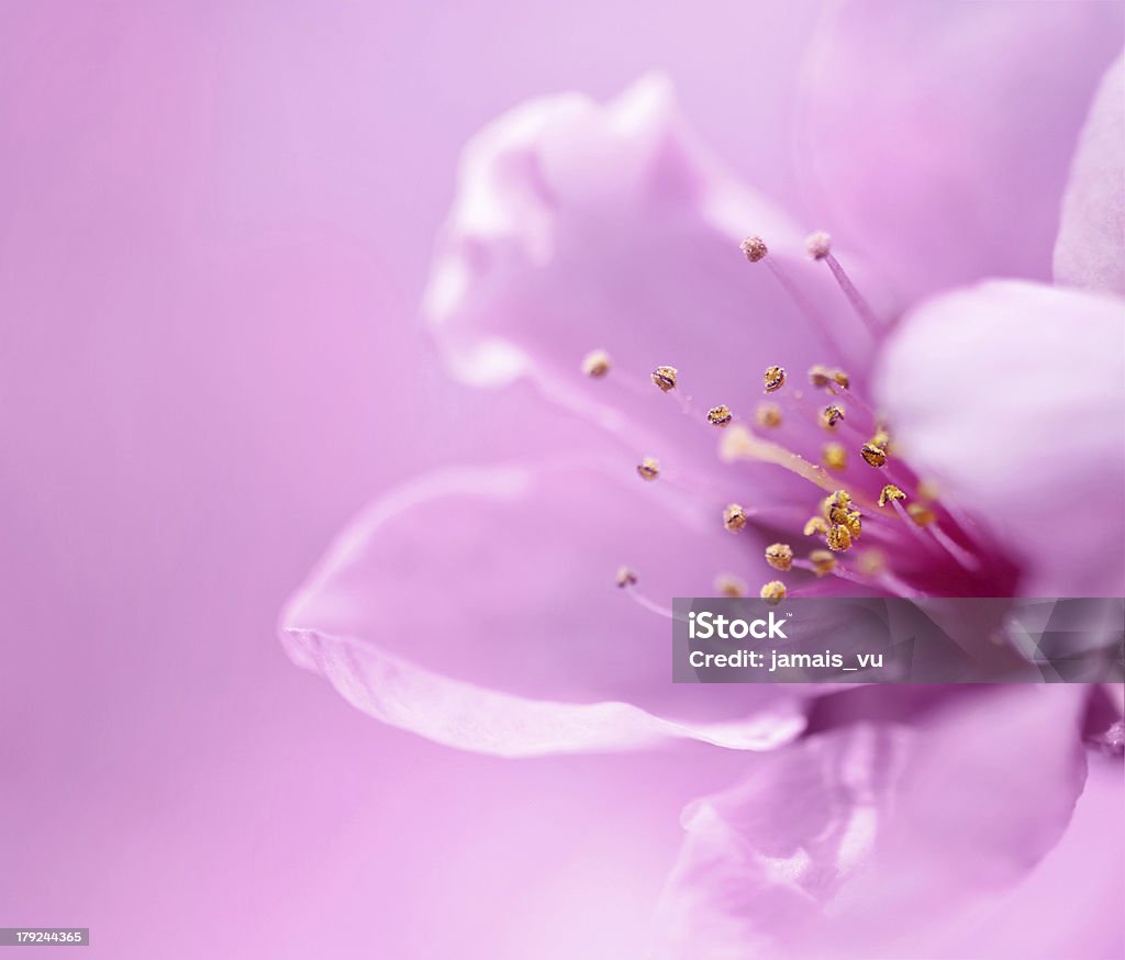 Blossom in spring Spring blossoms on pink background Apple - Fruit Stock Photo