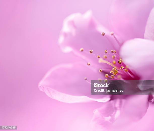 Blossom In Spring Stock Photo - Download Image Now - Apple - Fruit, Close-up, Extreme Close-Up