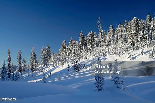 겨울맞이 풍경 0명에 대한 스톡 사진 및 기타 이미지 - 0명, 가문비나무, 개념