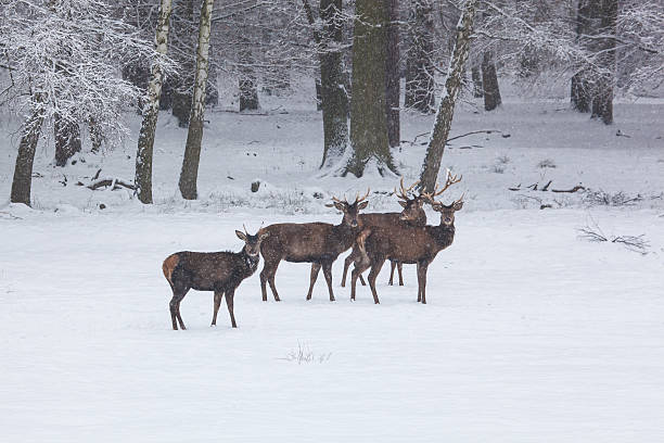 istock herd of red deer in winter 179244426