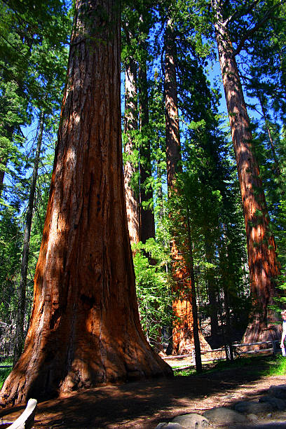 istock The Bachelor and Three Graces, Mariposa Grove 179244540