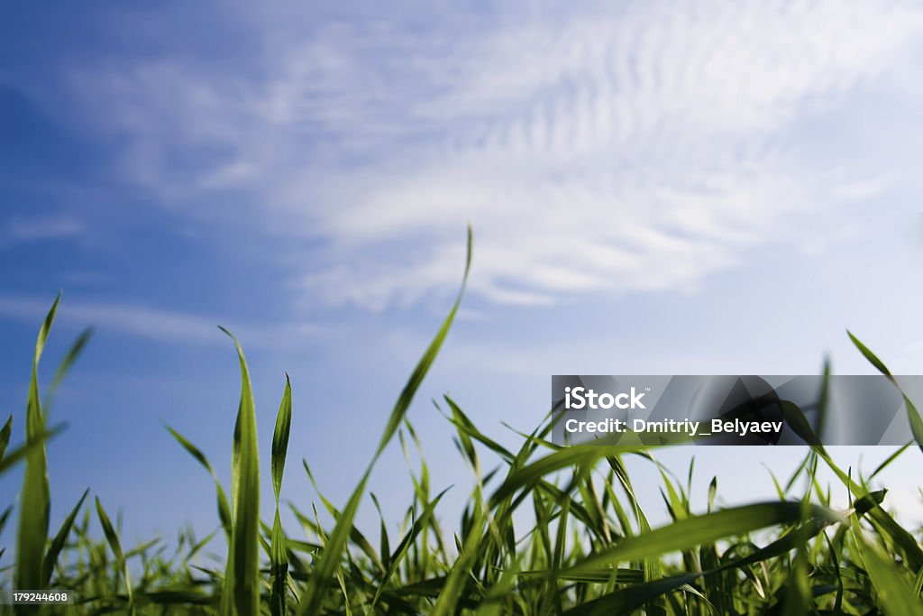Erba verde sotto il cielo estivo - Foto stock royalty-free di Ambientazione esterna