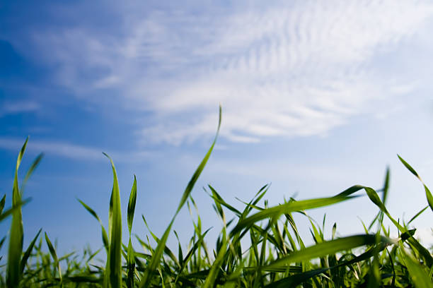 Green Grass Under the Summer Sky stock photo