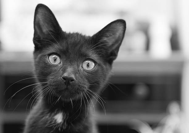 Curious black kitten stock photo