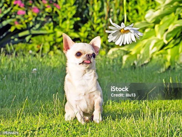 Chihuahua No Parque - Fotografias de stock e mais imagens de Animal - Animal, Animal Doméstico, Animal de Estimação