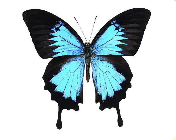 Photo of morphidae:Blue and black butterfly