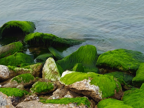 Large Stones Covered In Green Hairlike Algae Laying At Ocean Shore