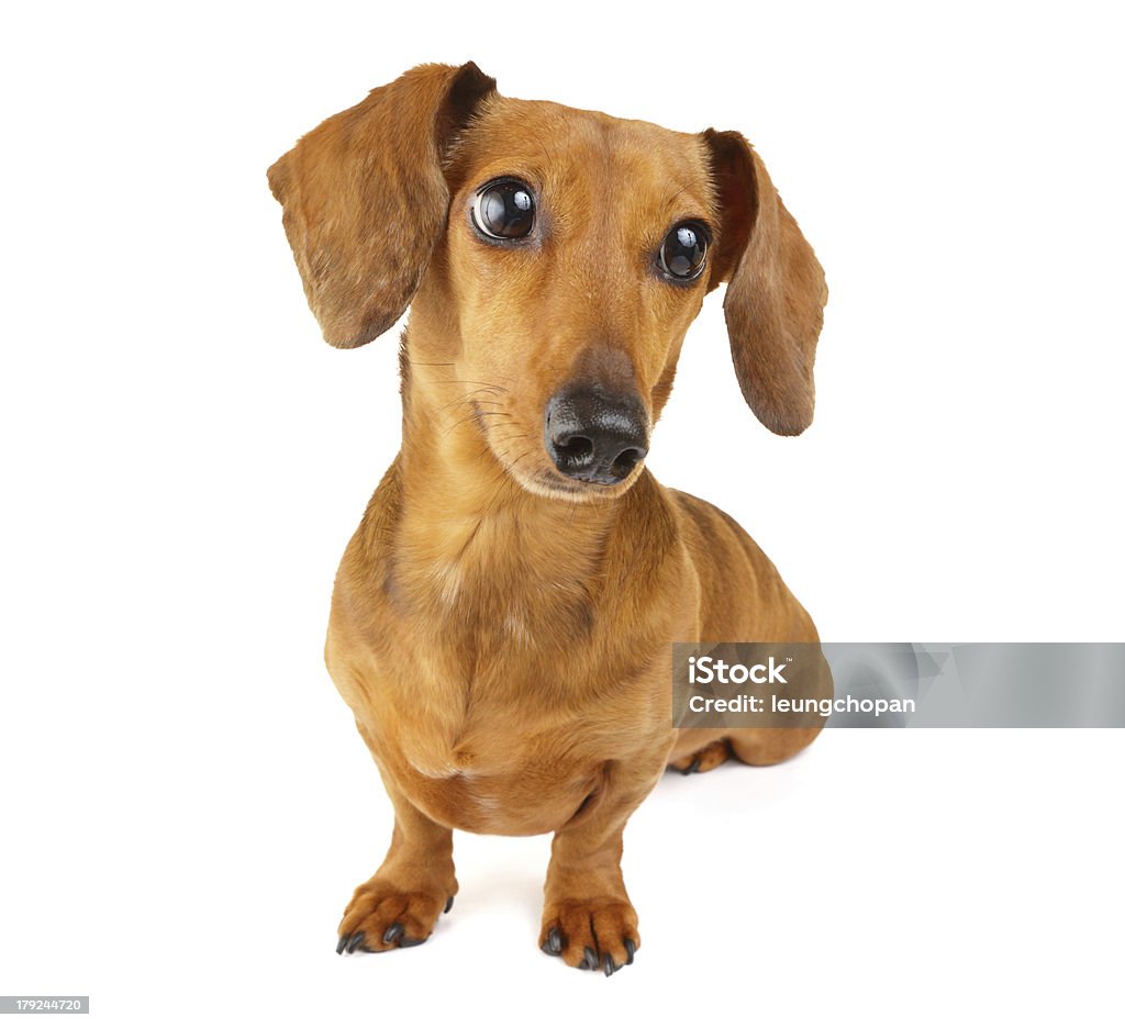 dachshund marrom cachorro isolado no fundo branco - Foto de stock de Animal royalty-free