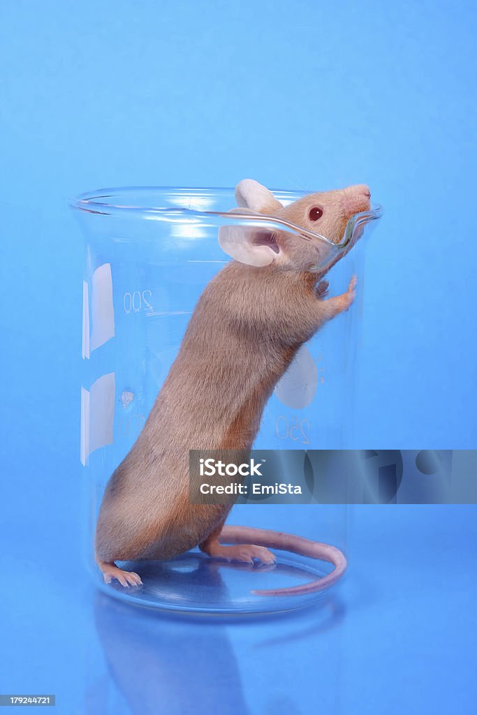 Rato de laboratório - Royalty-free Copo de laboratório Foto de stock