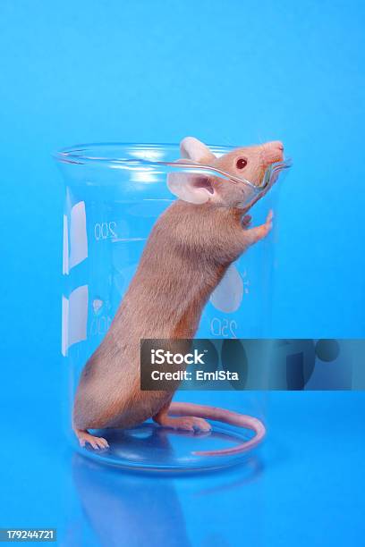 Foto de Rato De Laboratório e mais fotos de stock de Proveta de Laboratório - Proveta de Laboratório, Roedor, Animal