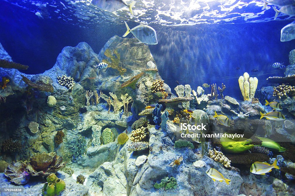 Tropical fish on a coral reef Various tropical fish on a coral reef Animal Stock Photo