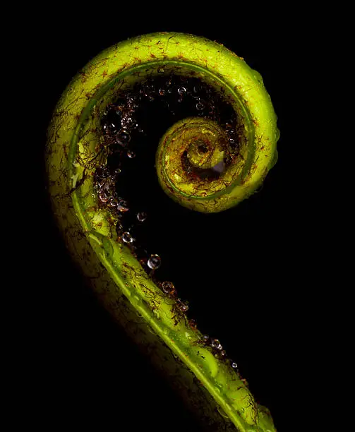 Photo of Coiled coil of fern