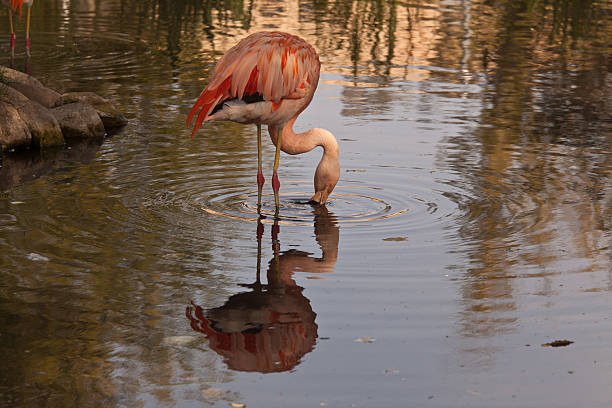 Flamingo bebidas água em uma lagoa - foto de acervo