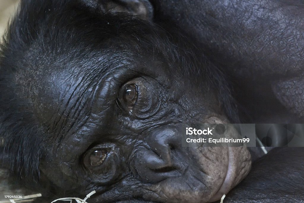 Bonabo Menschenaffe - Lizenzfrei Affe Stock-Foto