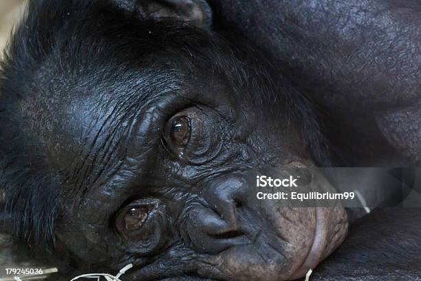 Bonabo Menschenaffe Stockfoto und mehr Bilder von Affe - Affe, Fotografie, Gefangen