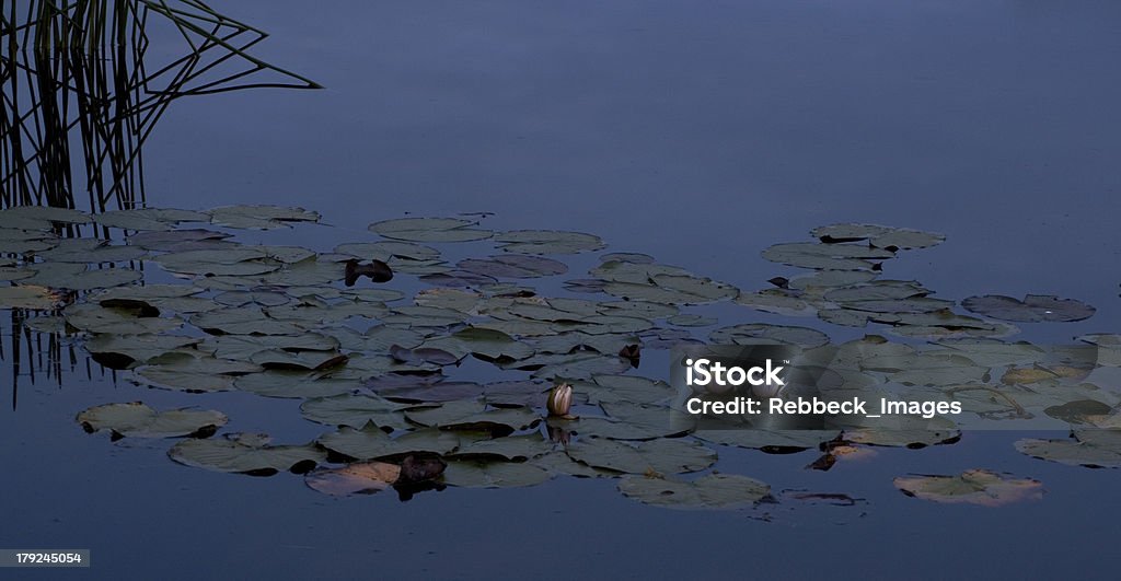 Lilly and reeds at night A long exposure night shot shows lilies and reeds against the reflection of a dark sky. Animal Wildlife Stock Photo