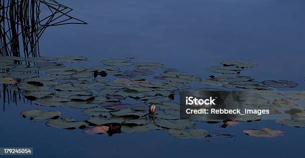 Lilly And Reeds At Night Stock Photo - Download Image Now - Animal Wildlife, Australia, Backgrounds