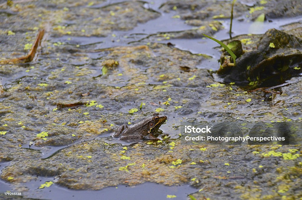 Frosch camouflaged im Teich - Lizenzfrei Alge Stock-Foto