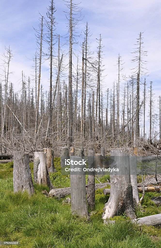 Forest, von bark beetle - Lizenzfrei Abgerissen Stock-Foto