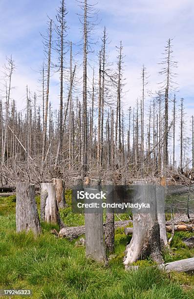 Forest Von Bark Beetle Stockfoto und mehr Bilder von Abgerissen - Abgerissen, Abgestorbene Pflanze, Abholzung