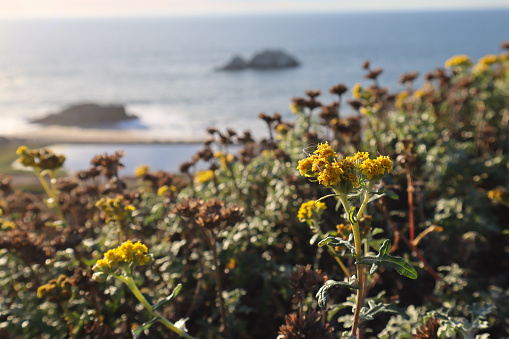Cute yellow flowers at Lands End, San Francisco, USA.