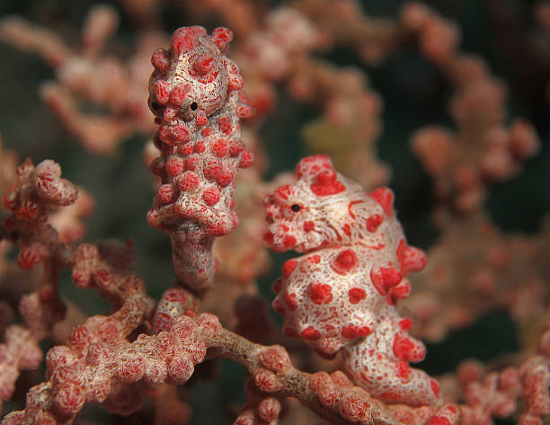 istock Pygmy Seahorse Couple 179245588