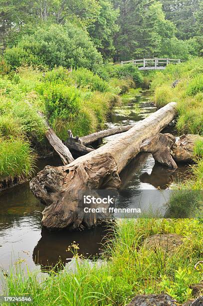 Log Descansa En El Lago Con Un Puente Foto de stock y más banco de imágenes de Aire libre - Aire libre, Color - Tipo de imagen, Crestón