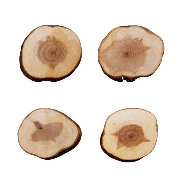 istock Wood slices on white background 179246022