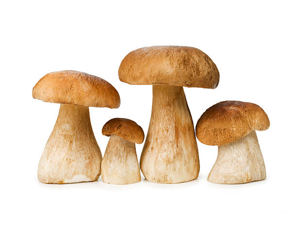 istock Fresh mushrooms isolated on a white background 179246231