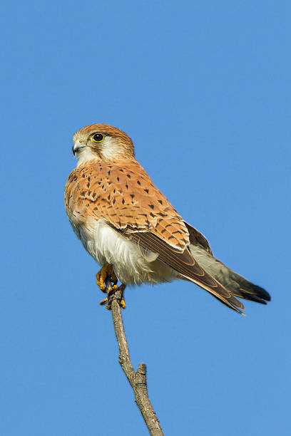 Nankeen Kestrel – zdjęcie