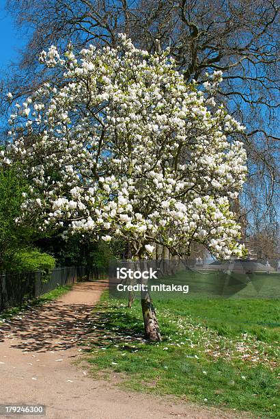 マグノリアの花でパリの公園 - カラフルのストックフォトや画像を多数ご用意 - カラフル, ガーデニング, パッティンググリーン