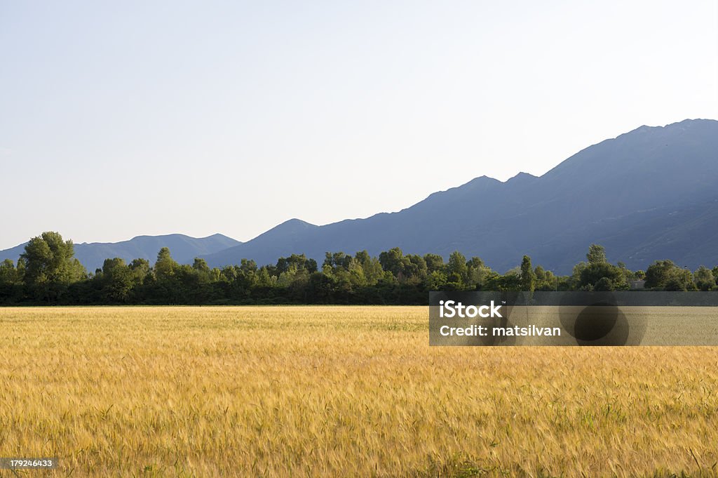 Weizen field - Lizenzfrei Alpen Stock-Foto