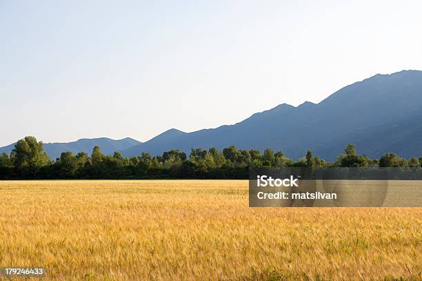 Wheat Campo Di - Fotografie stock e altre immagini di Agricoltura - Agricoltura, Albero, Alpi