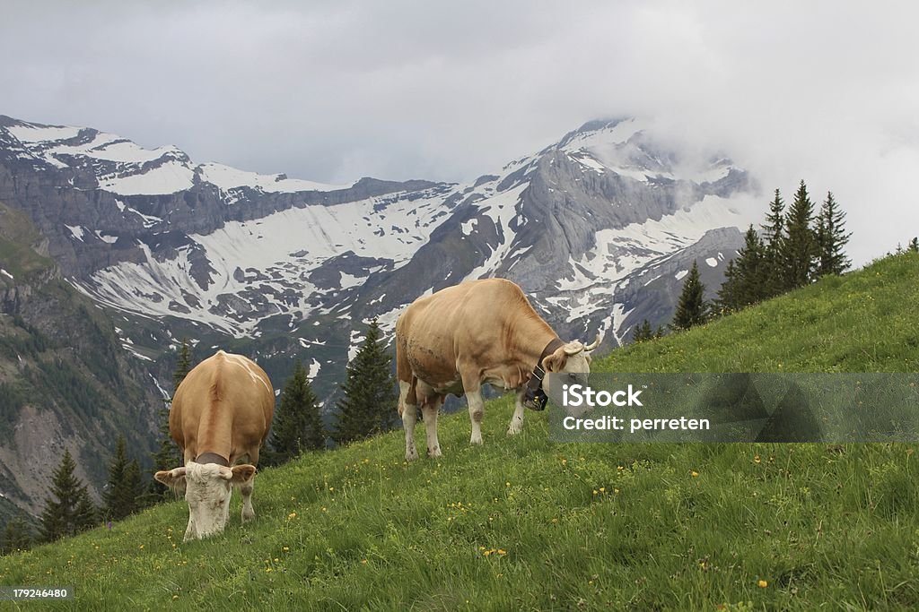 触れる Simmental 牛のベルナーアルプス - スイスのロイヤリティフリーストックフォト