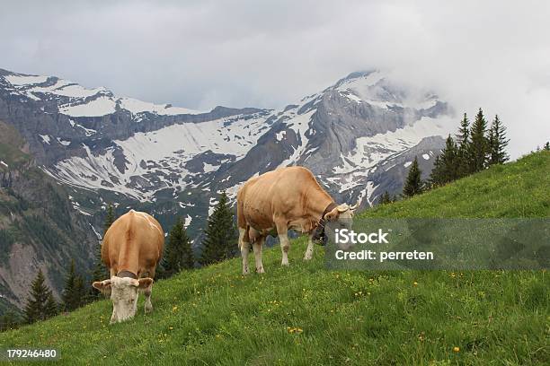 触れる Simmental 牛のベルナーアルプス - スイスのストックフォトや画像を多数ご用意 - スイス, グスタード, シンメンタール牛