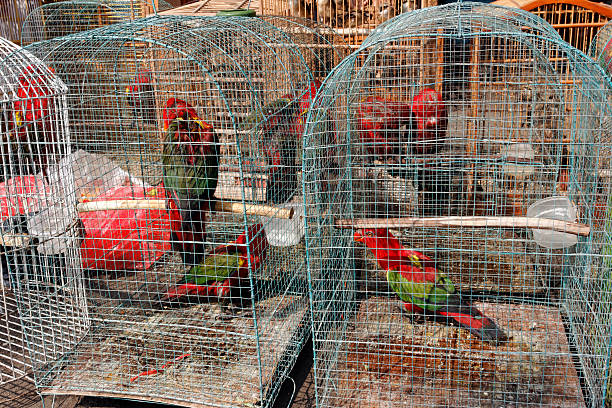 istock Scout bird market, Jakarta 179246498