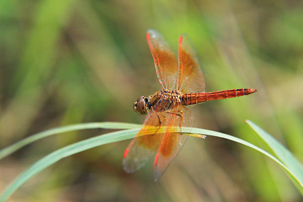istock Orange dragonfly in green background 179246523
