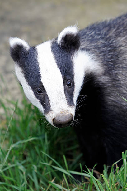 istock Closeup headshot of a Meles Badger 179246598