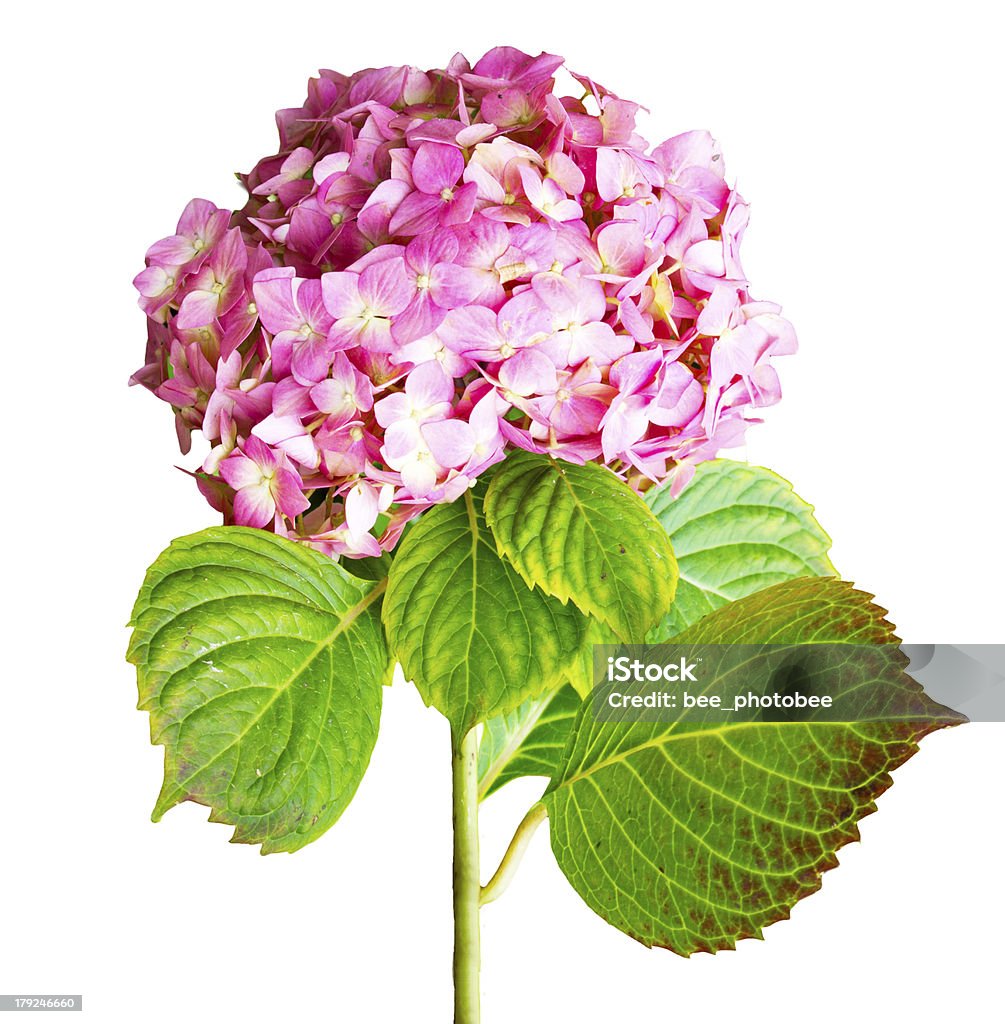 Être en pleine floraison - Photo de Beauté libre de droits