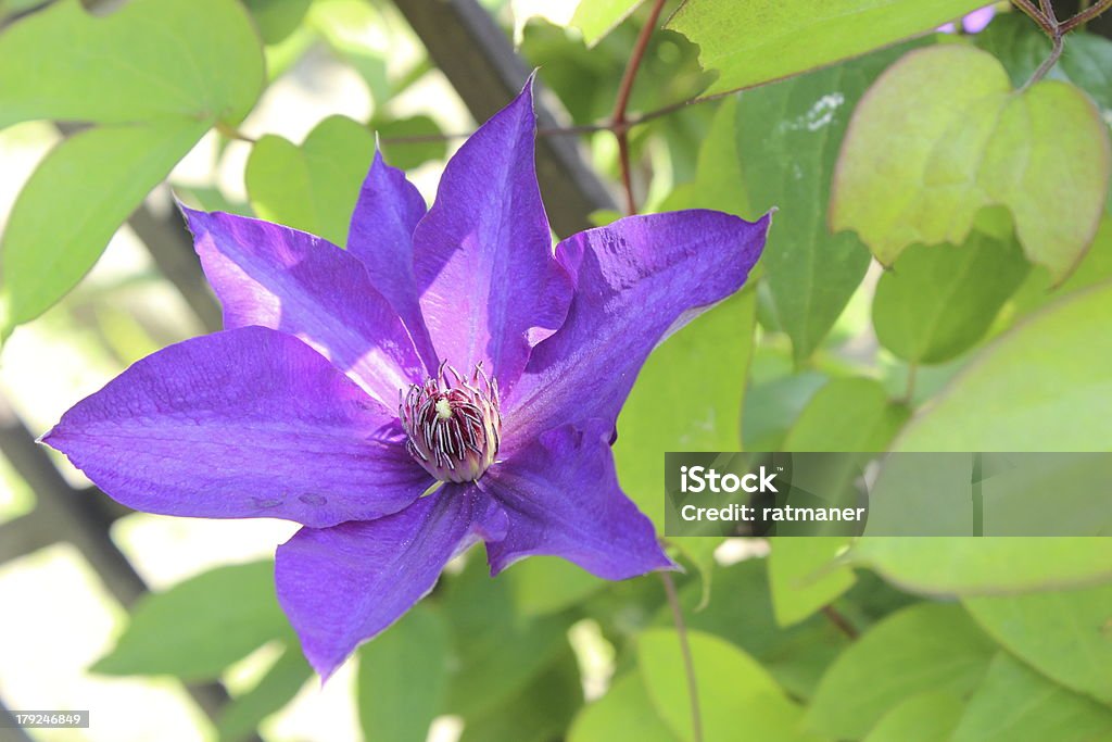 Clematite em um jardim Ensolarado - Royalty-free Arbusto Foto de stock