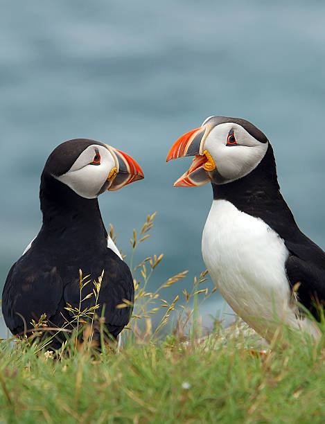 istock Puffin social behavior, Atlantic Ocean, 179246860