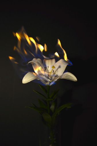 White Flower Burning
