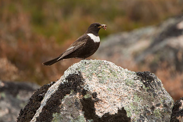 Photograph of a male ring ouzel with a worm in its mouth  stock photo