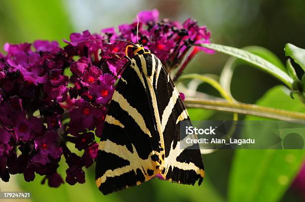 Jersey Tigermoth U K Stockfoto und mehr Bilder von Brauner Bär - Schmetterling - Brauner Bär - Schmetterling, Insel Jersey, Vereinigtes Königreich