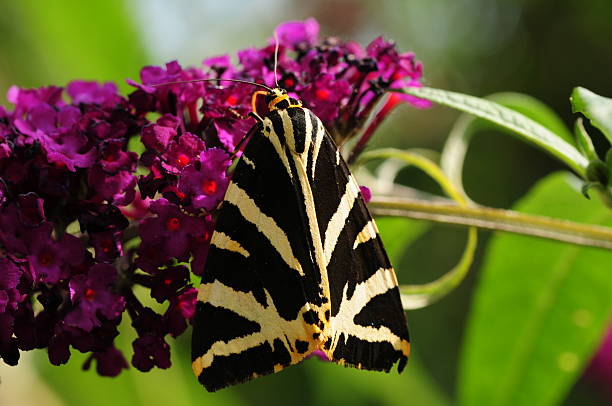 jersey tigermoth, u. k. - jersey tigermoth - fotografias e filmes do acervo