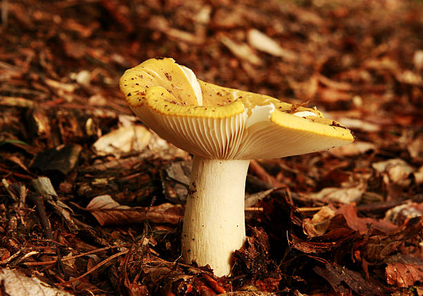 istock mushroom in the grass 179247438